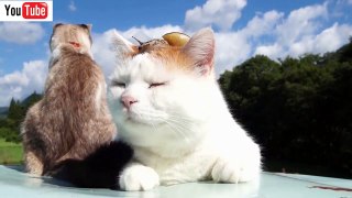 Funny Cats  Videos Funny Cat Sleep  Funny Animals 2015 part 15