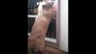 Funny Cat Ragdoll Minio Funny Animal 2015 Śmieszny Kot Ragdoll