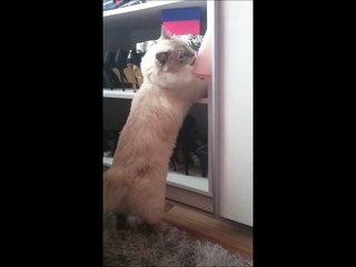 Funny Cat Ragdoll Minio Funny Animal 2015 Śmieszny Kot Ragdoll