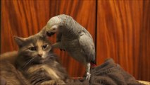 Parrot Annoys Cat
