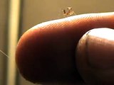 Newly hatched praying mantis nymph