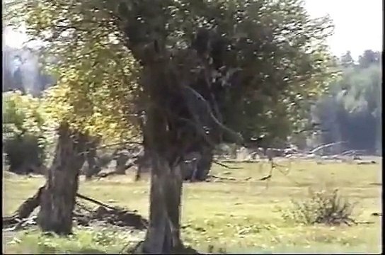 Chesapeake Bay Retriever Field Trial