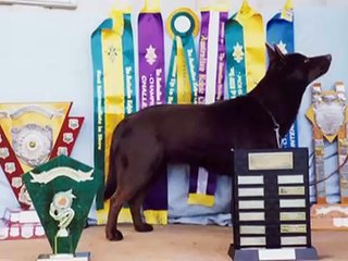 Mimbil Australian Kelpies