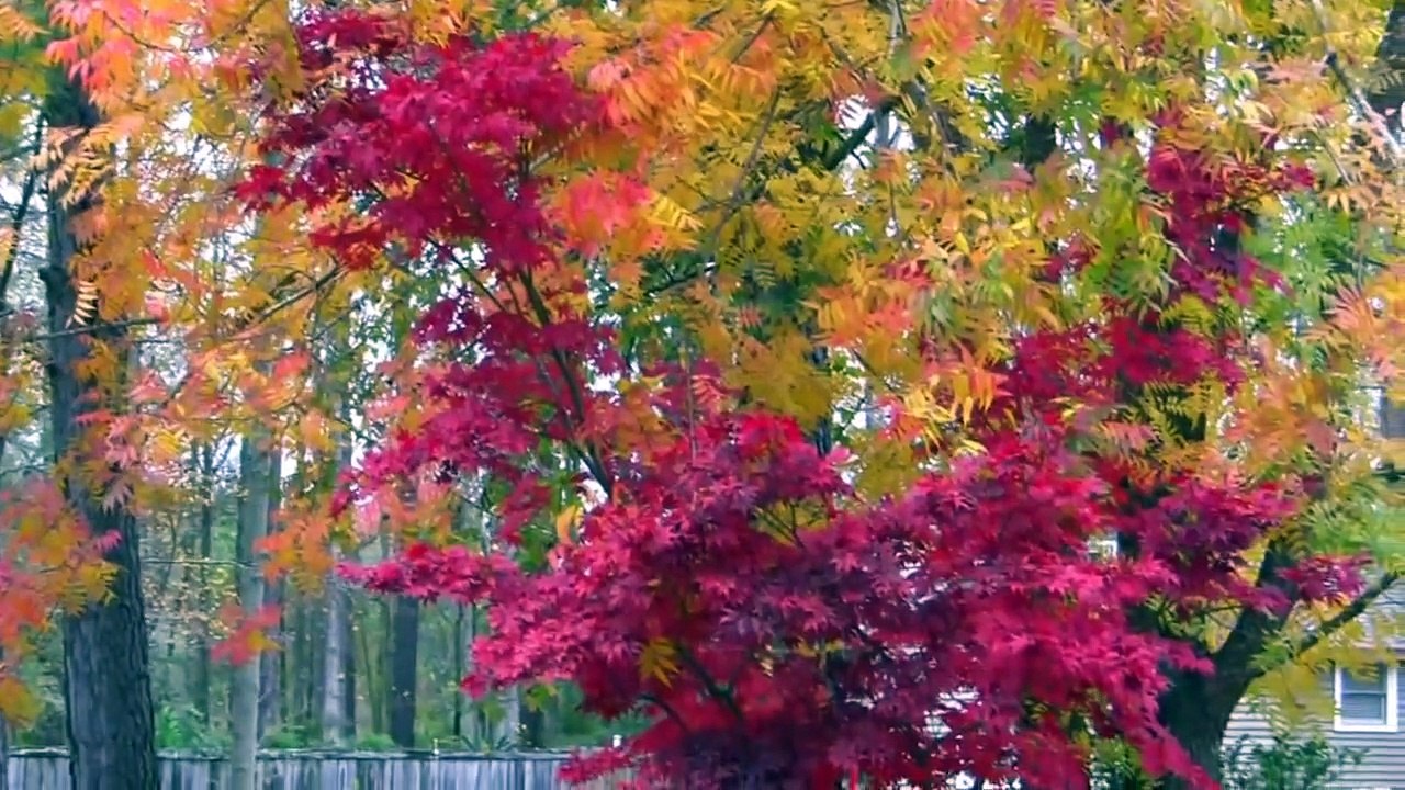 Japanese Red Leaf Maple Tree