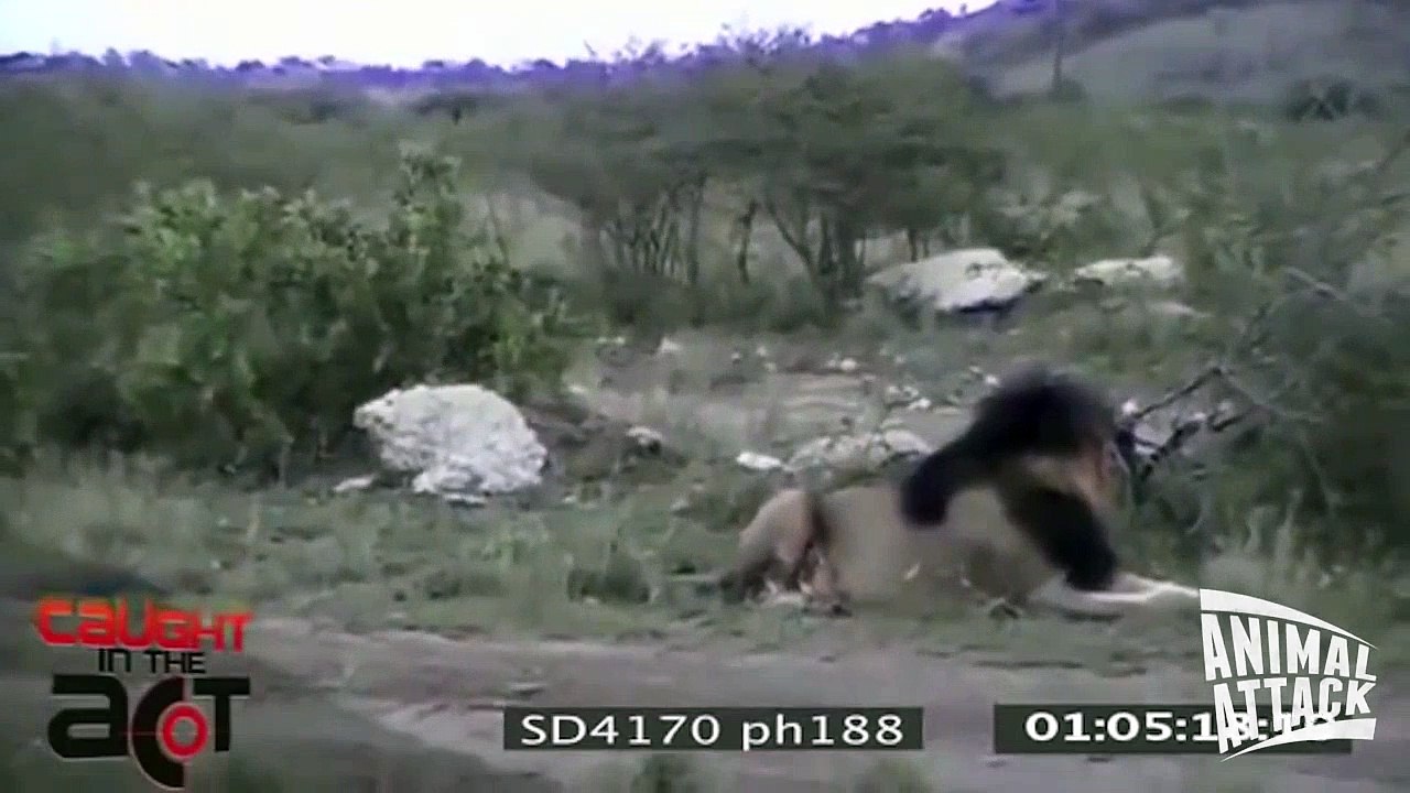 Lion vs Rhino - Real Fight #HD
