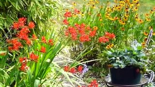 Hummingbird with Crocosmia Flowers