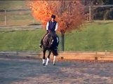 DONARWEISS - Hanoverian Stallion Training PSG with Chris Hickey