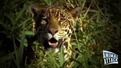 Leopard Attacks and Eats Crocodile 2015