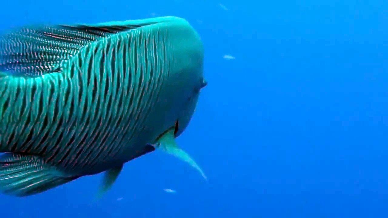 My GoPro camera was swallowed by a Napoleon Fish