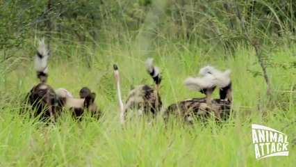 Wild Dogs Attacks Hyena - Wild Dog vs Hyenas