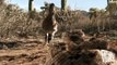 Roadrunner Attacks Rattlesnake - Exclusive Video