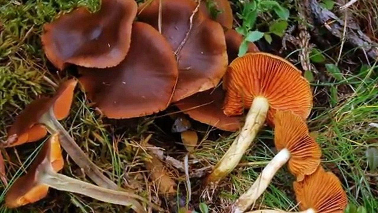 CLASSIFICA TOP 15 FUNGHI VELENOSI