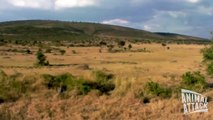 2 Lion Attacks Leopard - Lion vs Leopard 2015