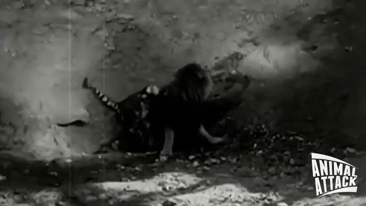 Lion vs Tiger Real Fight - One Will Die