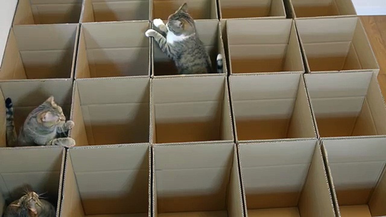 Boxes & Cats