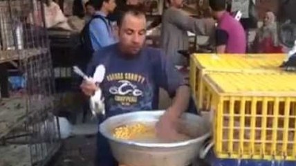 Feeding pigeons with the mouth