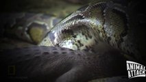 Python vs Alligator - Python Bursts After Eating Alligator