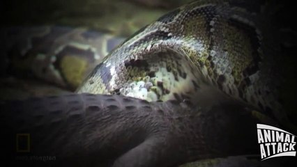 Python vs Alligator - Python Bursts After Eating Alligator