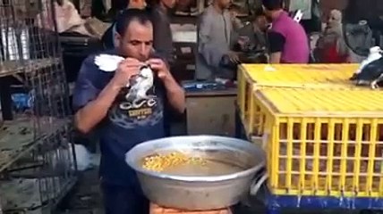 Maroc Nourrir des pigeons avec la bouche à voire