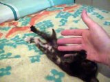 gatto infuriato sbrana la mano del suo padrone  Incredibile!!!