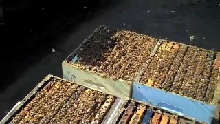 Honey Bee Pollination