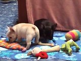 4 French Bulldog pups 8 weeks old romping around and hollering