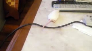Raton blanco