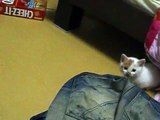 I ♥쵸코!: Night-time crazies kitten playing with chopsticks