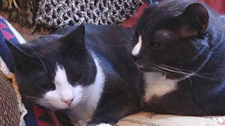 French Bulldog Emmitt vs.Grandma's Kitties