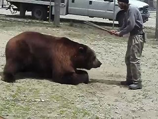 Animal trainers gone wild