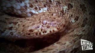 Viper vs Lizard 2015 #HD