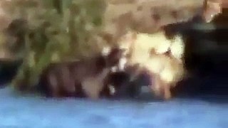 The most wild Tiger Attack video ever seen