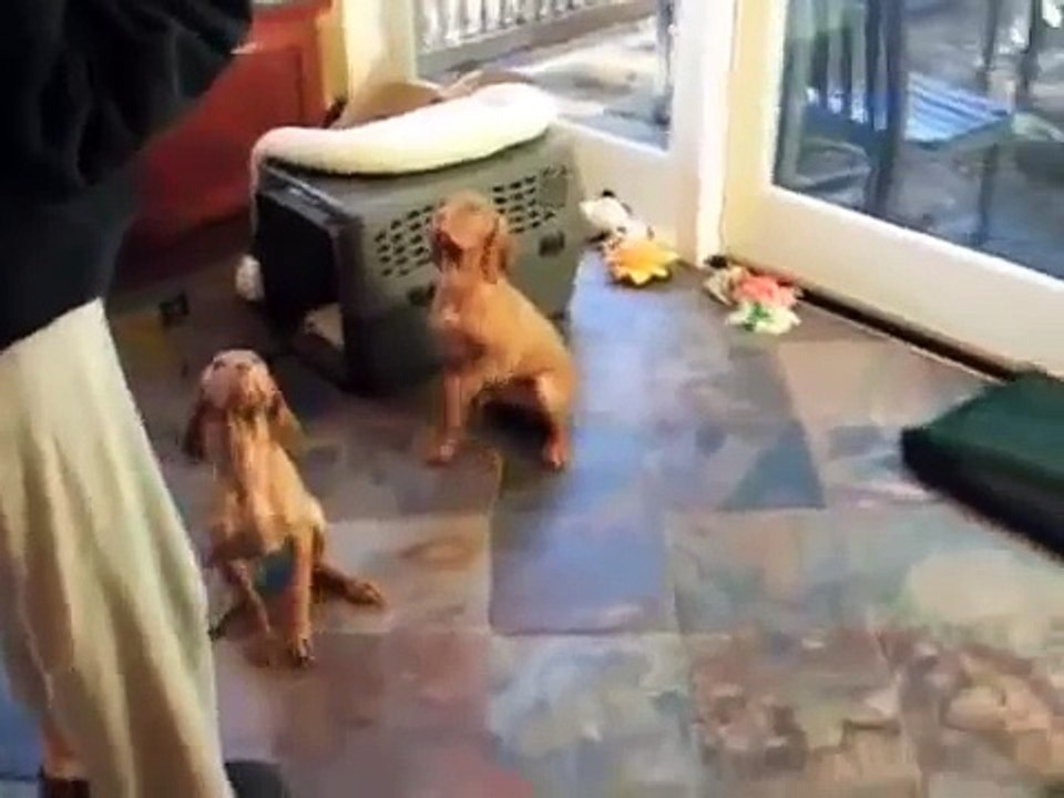 Puppy Merry Go Round