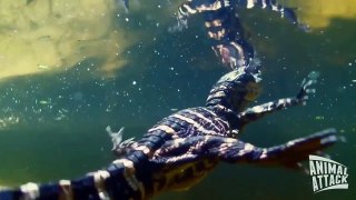 Fish Attacks and Eats Crocodile 2015 #HD