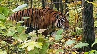 Tiger vs Lion real comparison. Real photos, giant siberian tigers, tiger kills lion.