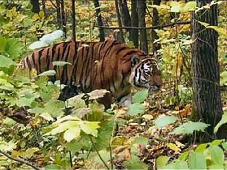 Tiger vs Lion real comparison. Real photos, giant siberian tigers, tiger kills lion.