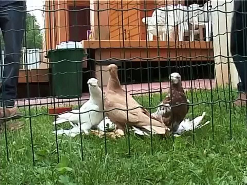 УЗБЕКСКИЕ   ГОЛУБИ