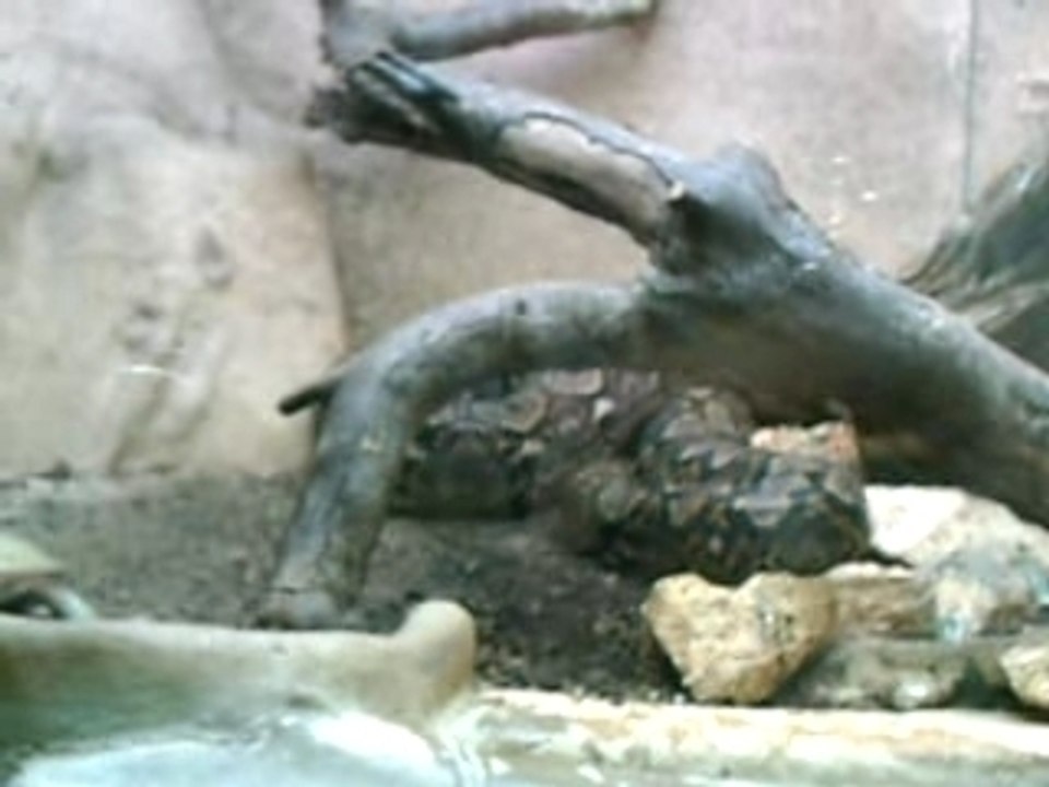 TORTUE VS ANACONDA