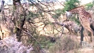 Giraffe is Killing the Lion Who Killed Her Baby
