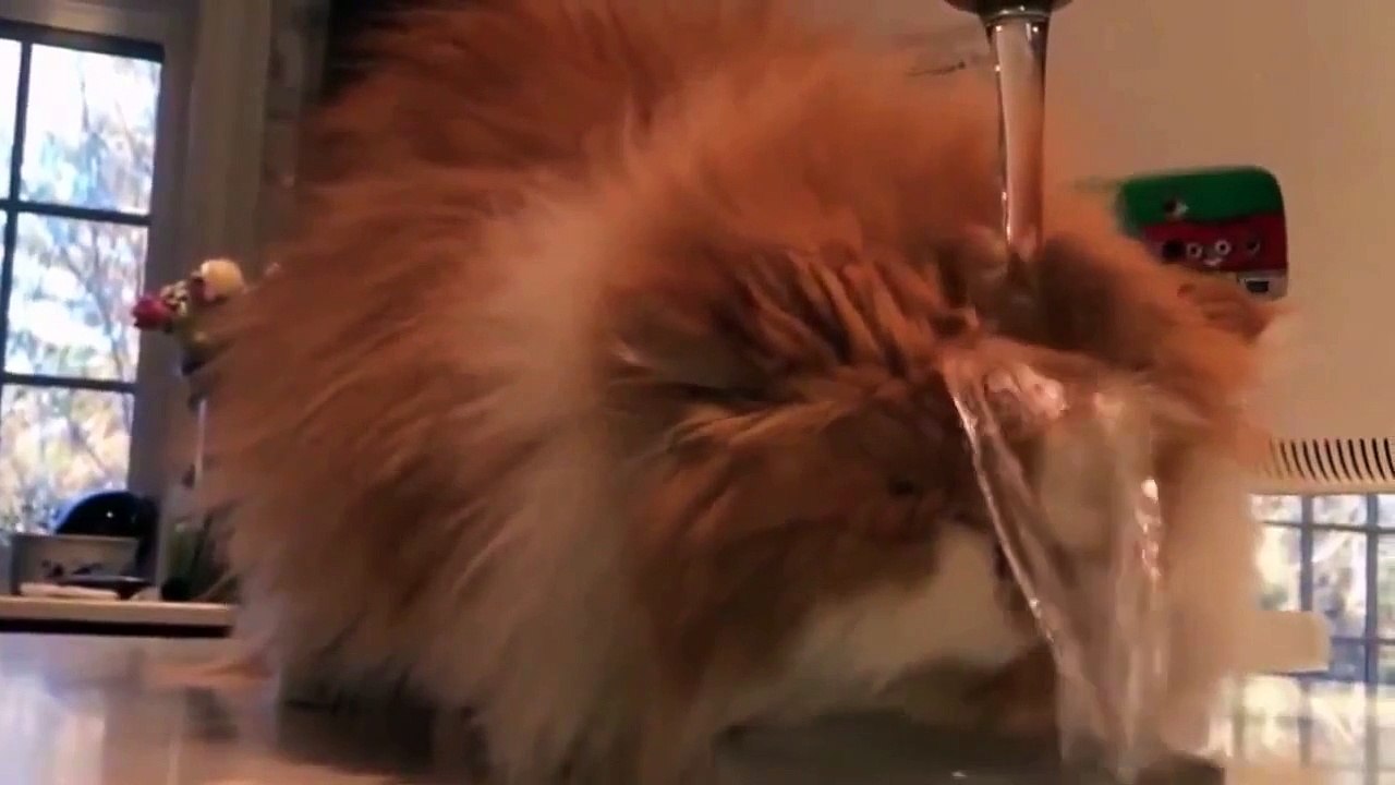 Смешное Видео с Кошками! Веселые Кошки   Funny Cats Video Compilation