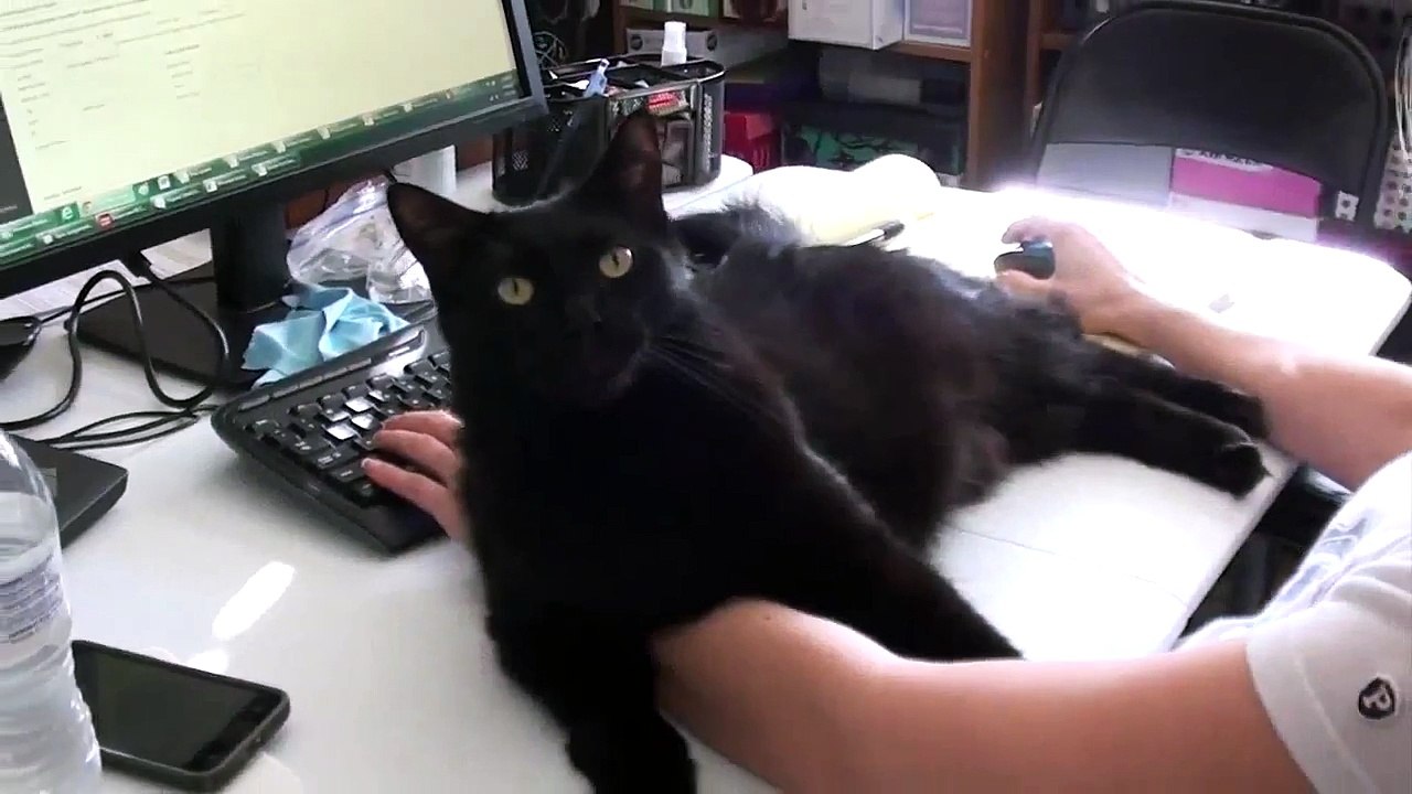 how to survive working with cats Funny Video | FunnyVideos