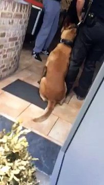 Arrestation musclée de la police en Belgique un homme Sous l'emprise de l'alcool,