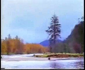 Guy Fights Bear