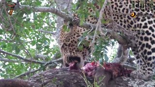 Male Leopard Vs. Hyenas Over A Warthog #youtubeZA