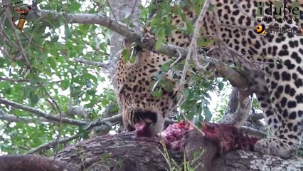 Male Leopard Vs. Hyenas Over A Warthog #youtubeZA