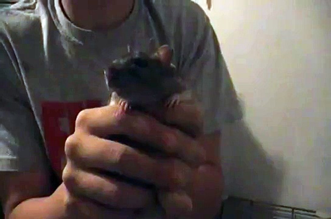 Rat vs. Guinea Pig