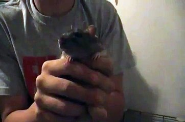 Rat vs. Guinea Pig