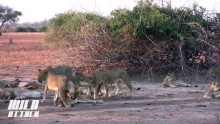 Lion vs Buffalo - 9 Lion Attack 1 Buffalo #HD