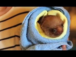 Baby sloths need your help
