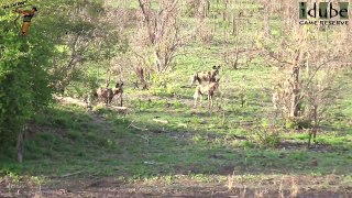 Wild Dogs Chase Hyenas (4K Video) #youtubeZA